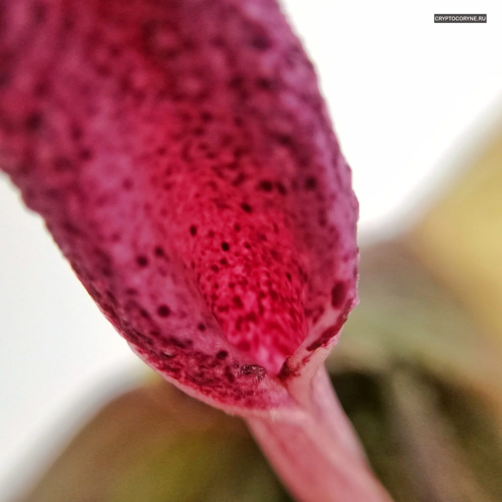 фото цветка криптокорины Твайтези